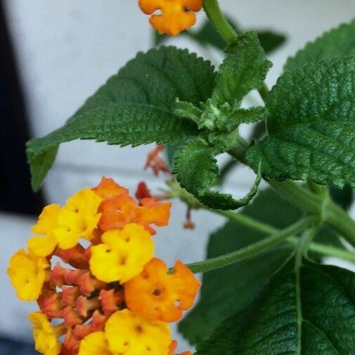 Lantana camara Virág