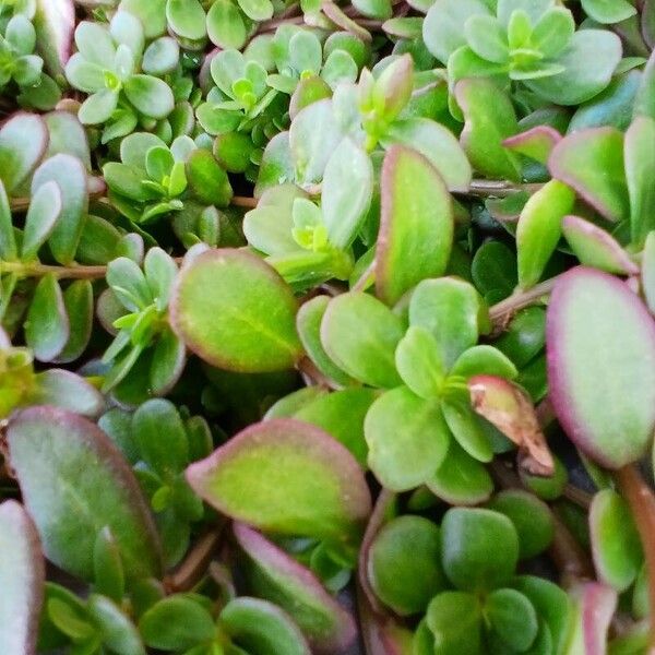 Portulaca umbraticola Leaf