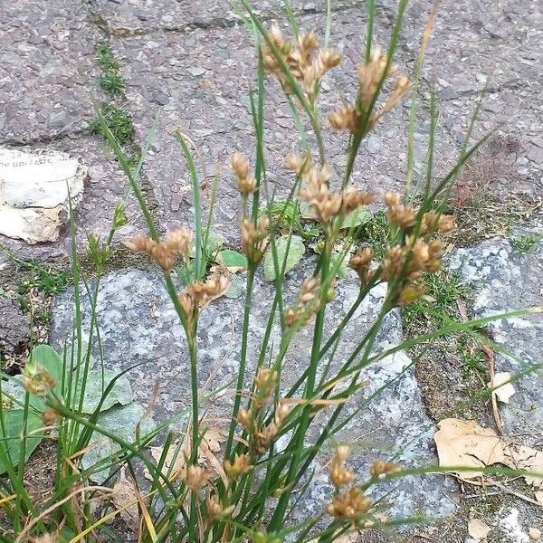 Juncus tenuis Blüte