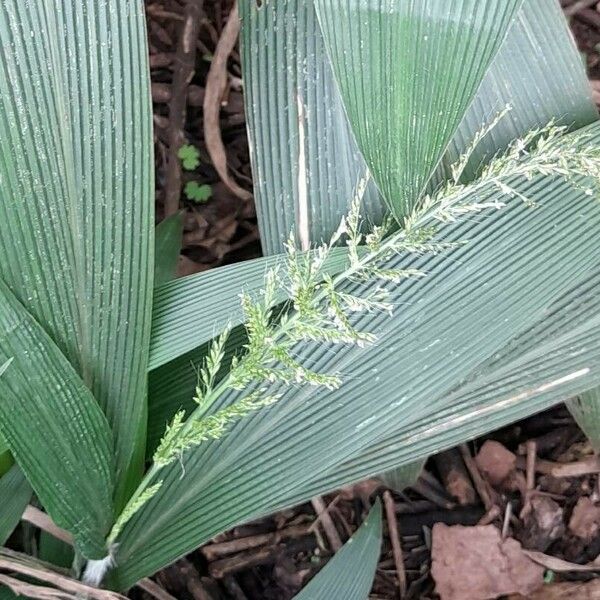 Setaria palmifolia Květ