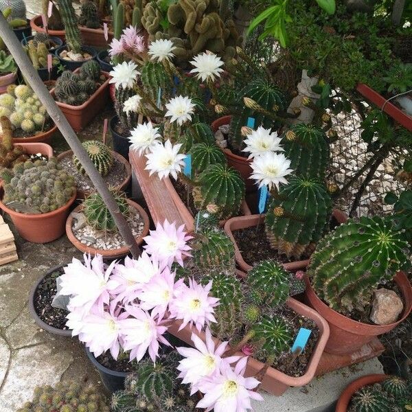 Echinopsis oxygona Fiore