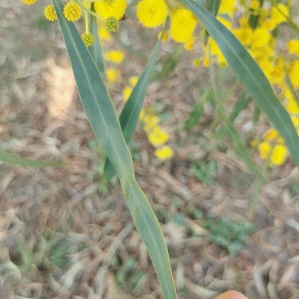 Acacia saligna Frunză