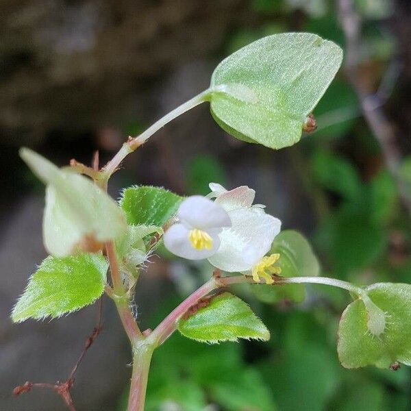 Begonia hirtella Flors