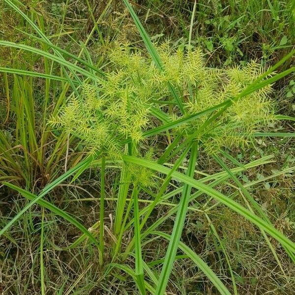 Cyperus odoratus Blatt