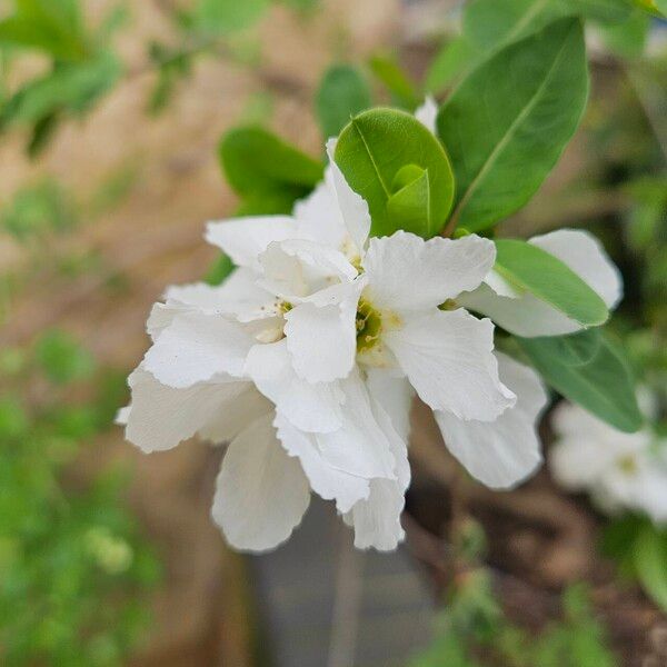 Exochorda racemosa Kwiat