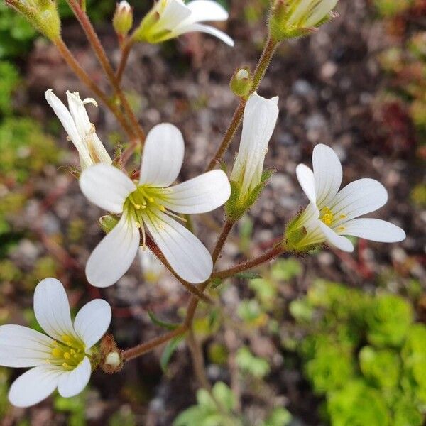 Saxifraga granulata Çiçek