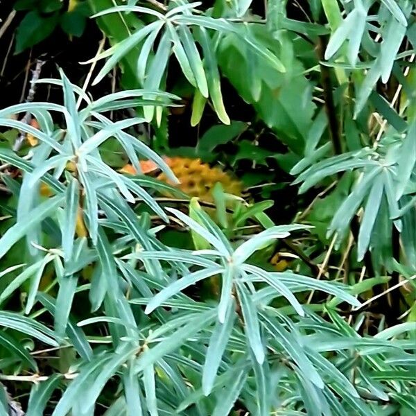 Hippophae rhamnoides Habit