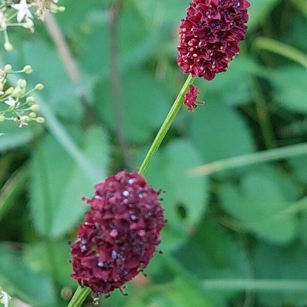 Sanguisorba officinalis Lorea