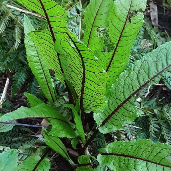 Rumex sanguineus ᱥᱟᱠᱟᱢ