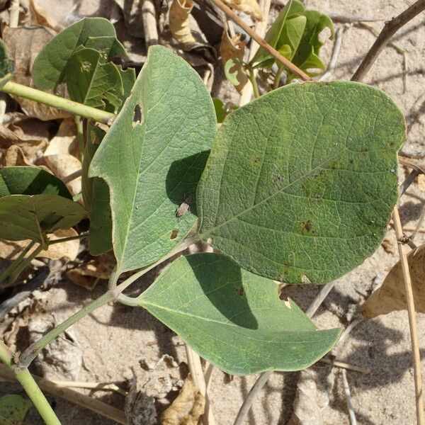 Canavalia rosea 葉