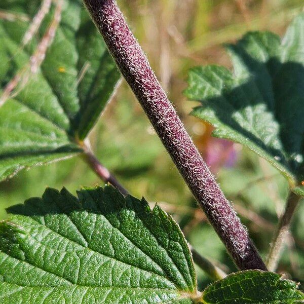 Eriocapitella hupehensis Casca