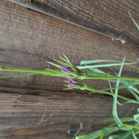 Tragopogon porrifolius Other