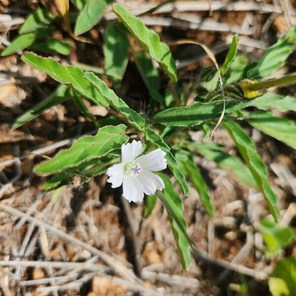 Monsonia angustifolia Blomma