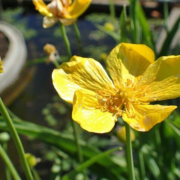 Ranunculus lingua Blomma