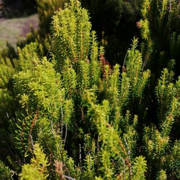 Erica arborea Leaf