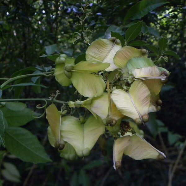 Serjania caracasana Habit