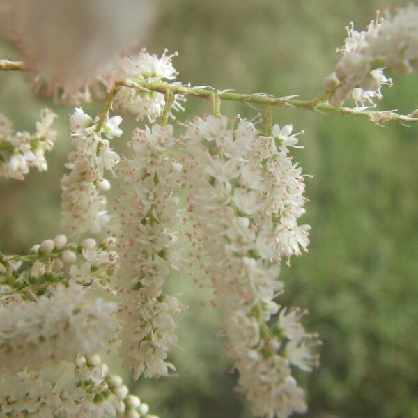 Tamarix senegalensis Flor