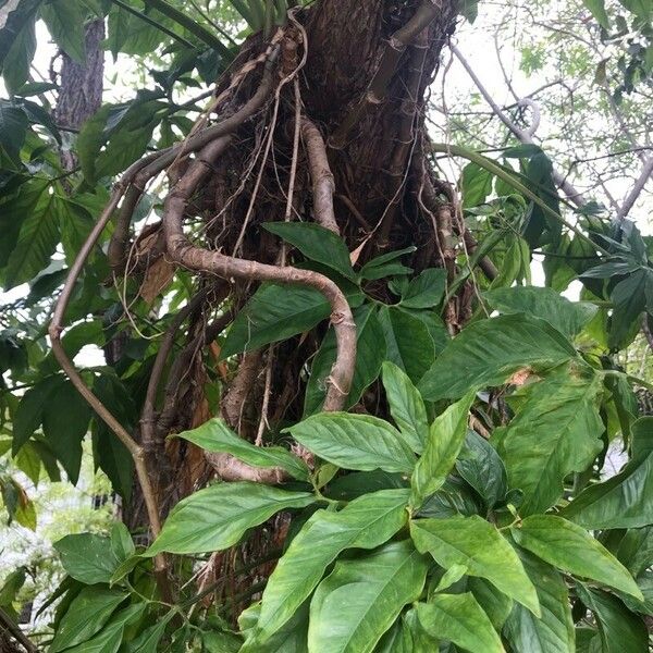 Syngonium auritum पत्ता