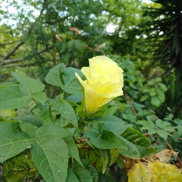 Gossypium barbadense Flower