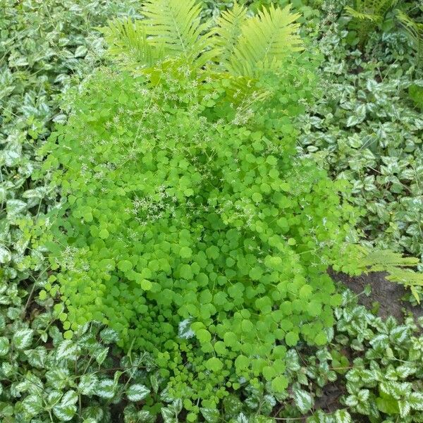 Thalictrum aquilegiifolium ഇല