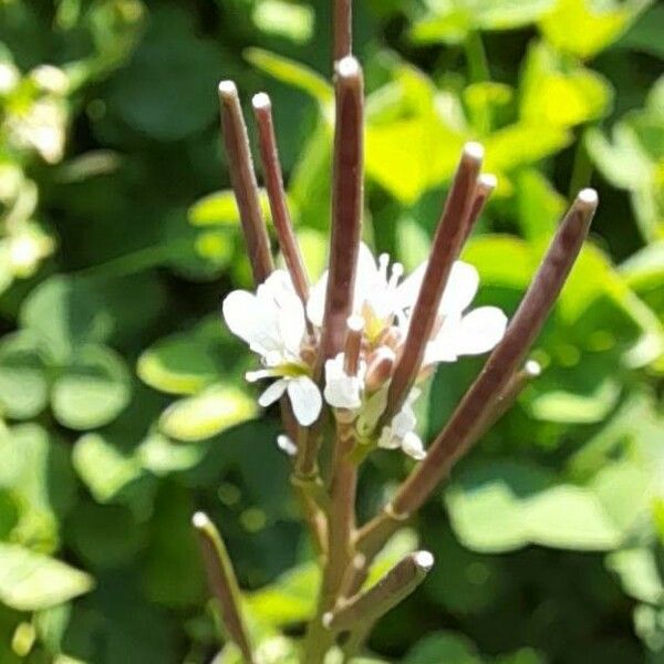 Cardamine hirsuta Flor