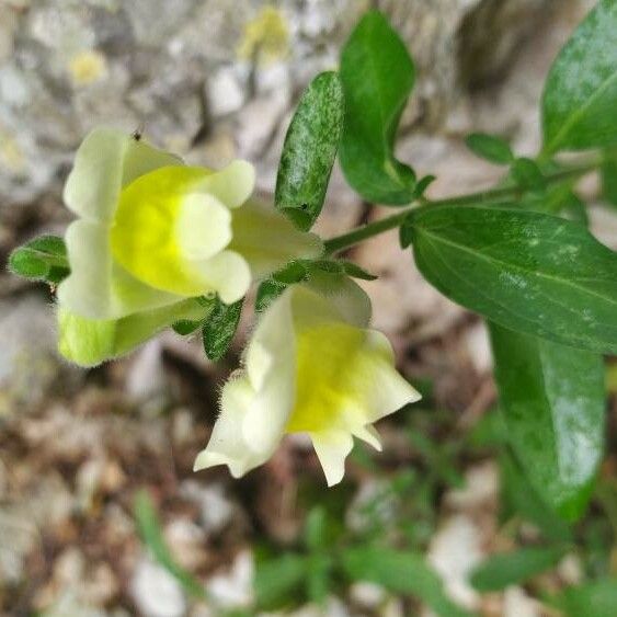 Antirrhinum latifolium Blüte
