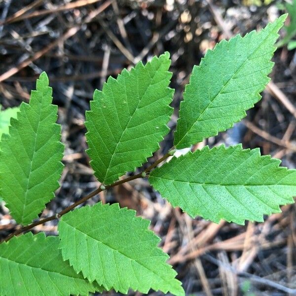 Ulmus americana Leaf