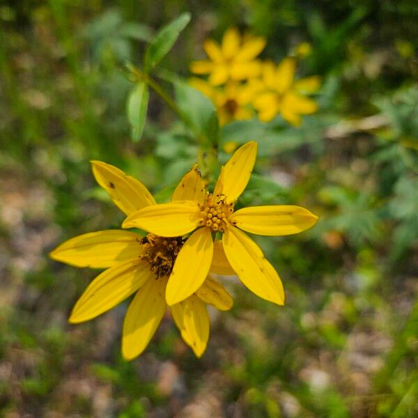 Coreopsis major Květ