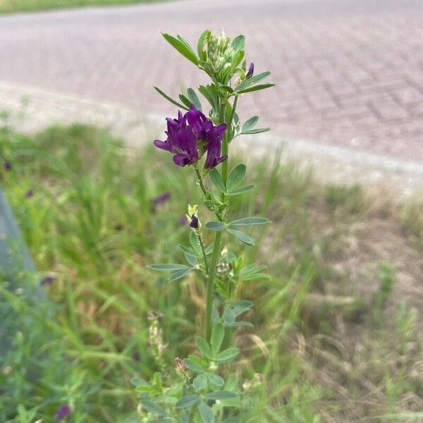 Medicago sativa Blomst