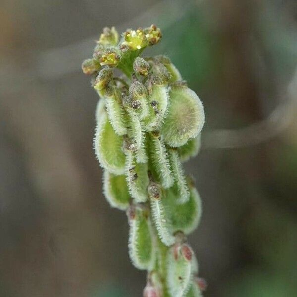 Clypeola jonthlaspi Fruchs