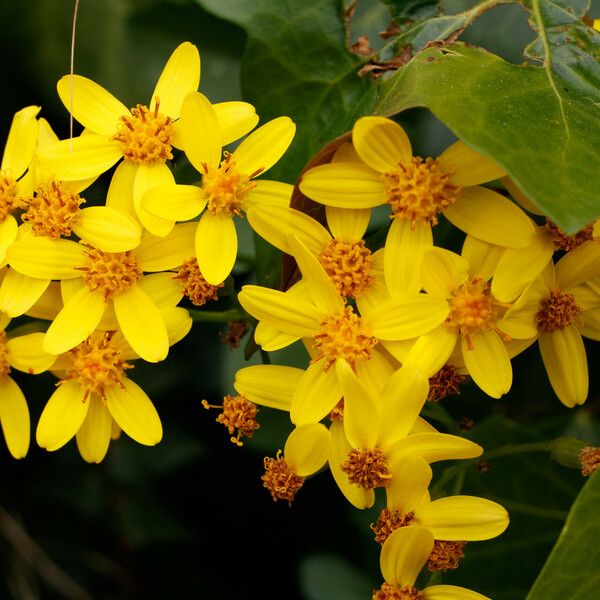 Senecio angulatus Kukka