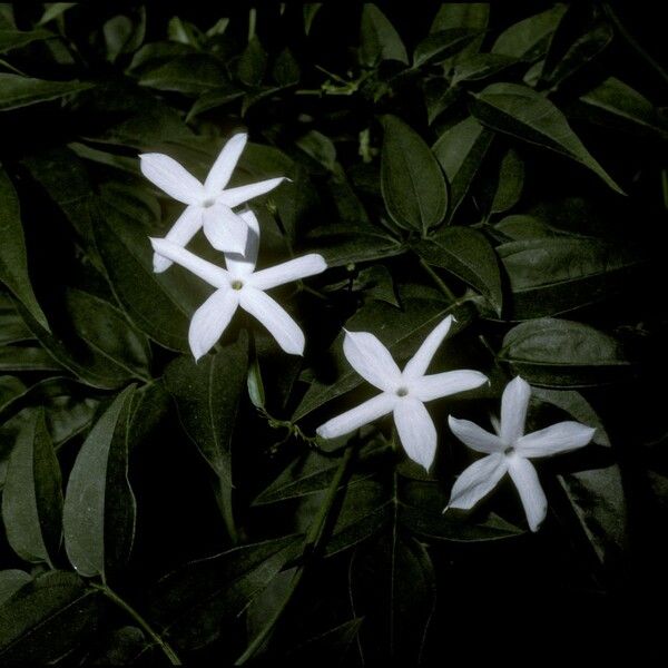 Jasminum polyanthum Flower