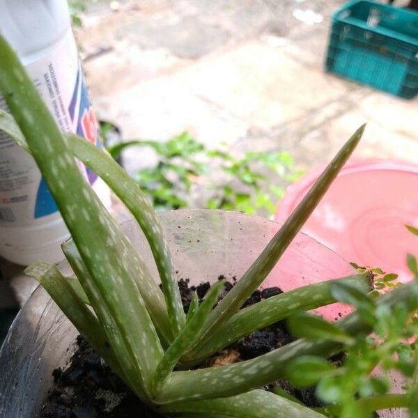 Aloe vera Лист