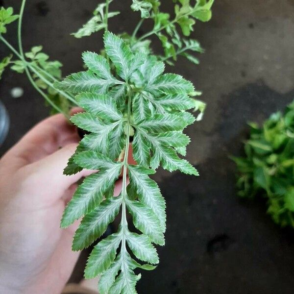 Pteris ensiformis ᱥᱟᱠᱟᱢ