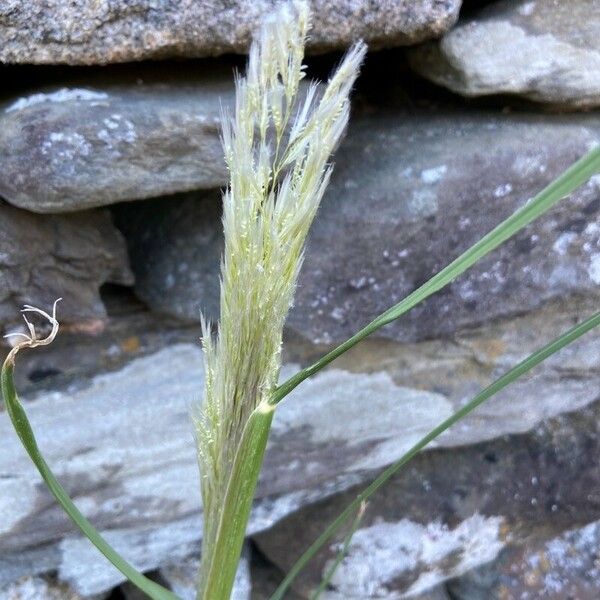 Achnatherum calamagrostis Blüte