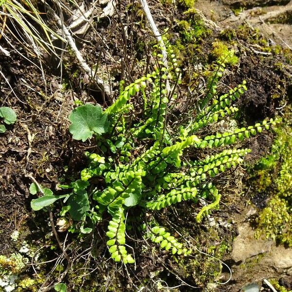 Asplenium trichomanes Elinympäristö