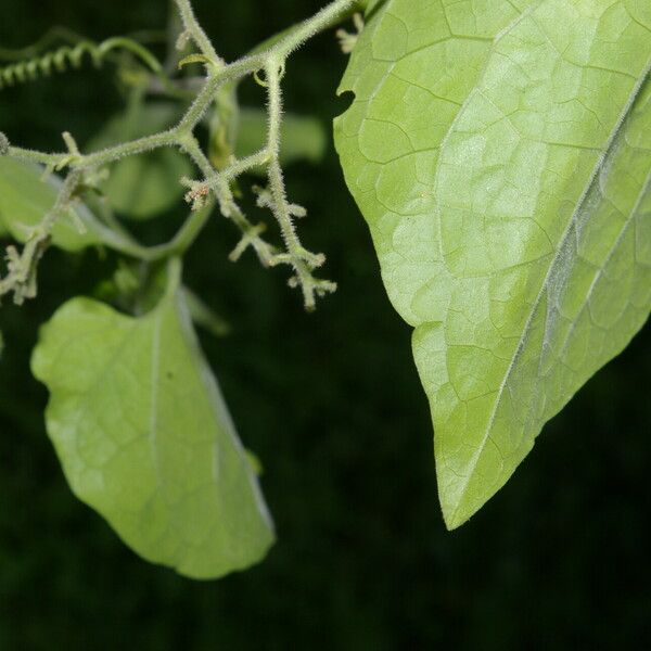 Sicydium tamnifolium 叶