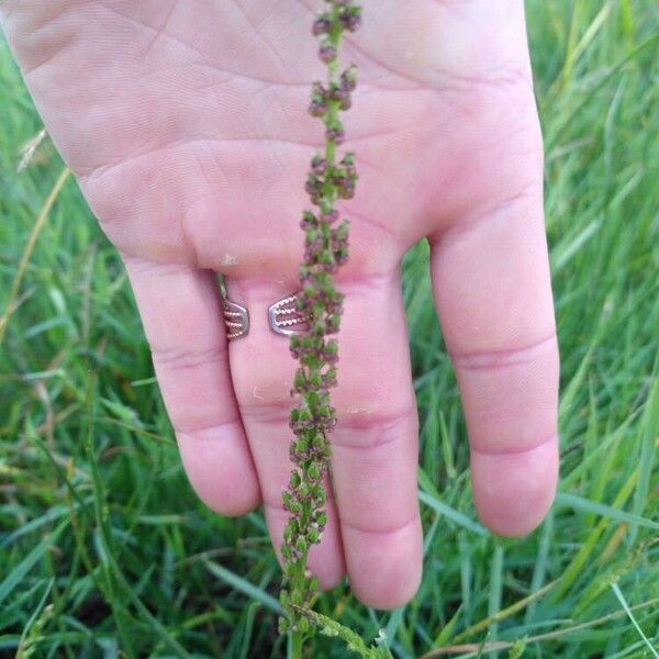 Triglochin maritima Flower