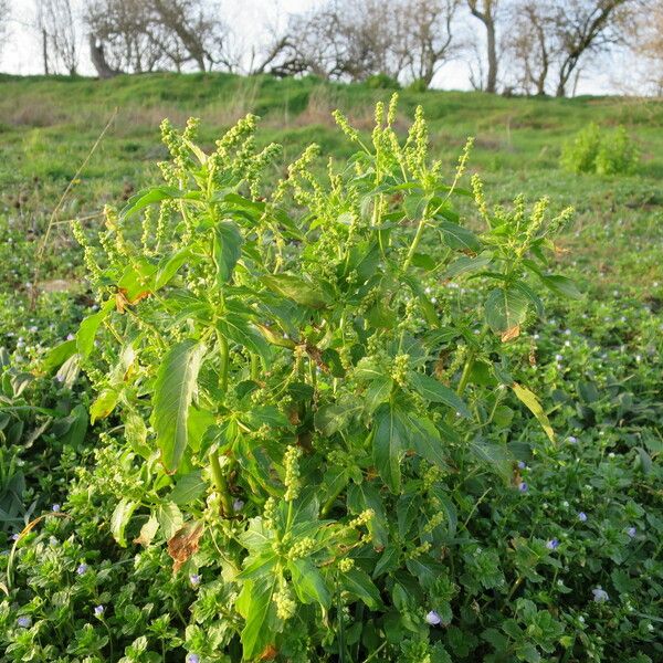 Mercurialis annua Natur