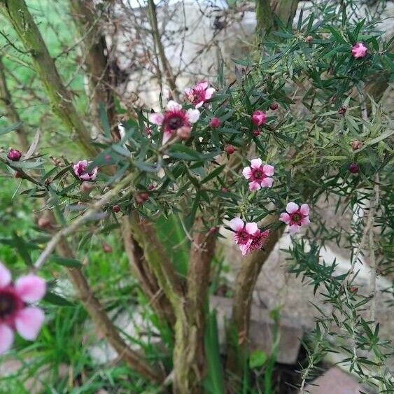 Leptospermum scoparium Цвят