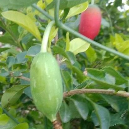 Coccinia grandis Fruchs