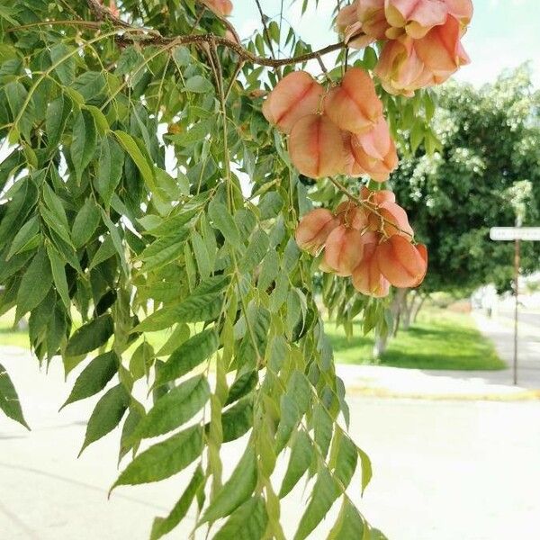 Koelreuteria elegans Frucht