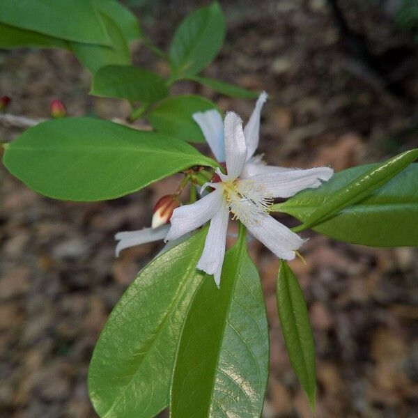 Cratoxylum formosum Flower