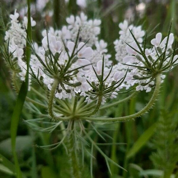 Daucus carota Blüte