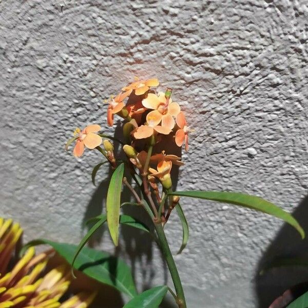 Euphorbia fulgens Λουλούδι