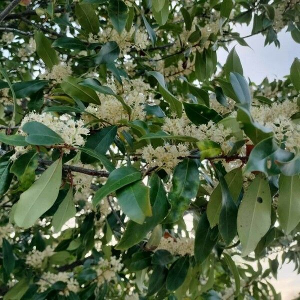 Prunus caroliniana Blomst