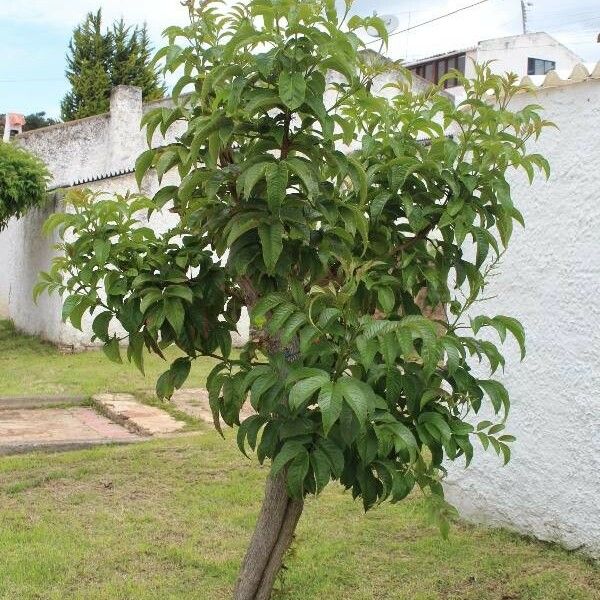 Tecoma stans Habitatea