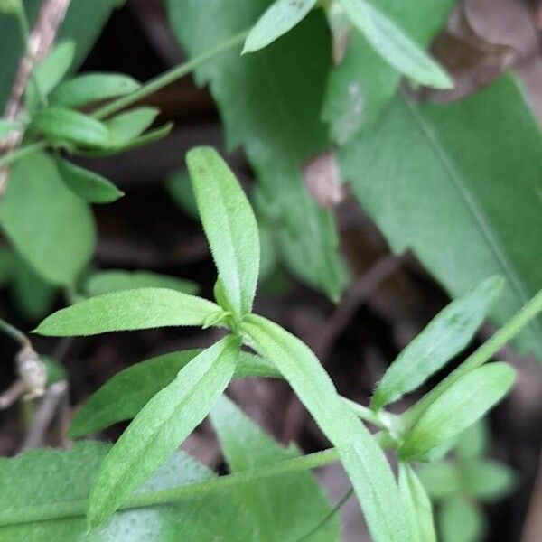 Arenaria lanuginosa Blad