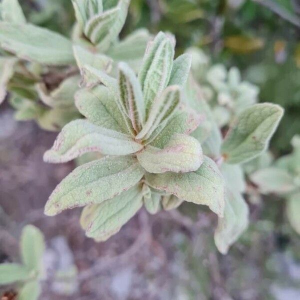 Cistus albidus Blatt