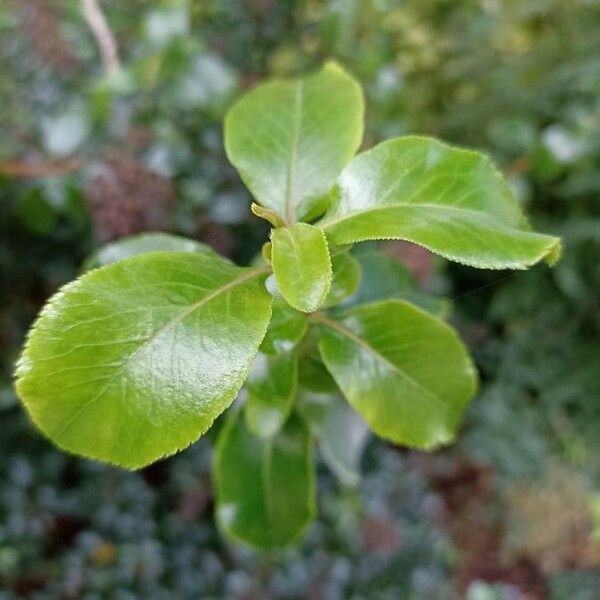 Escallonia rubra Yaprak